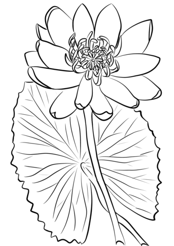 Red Water Lily Coloring Page